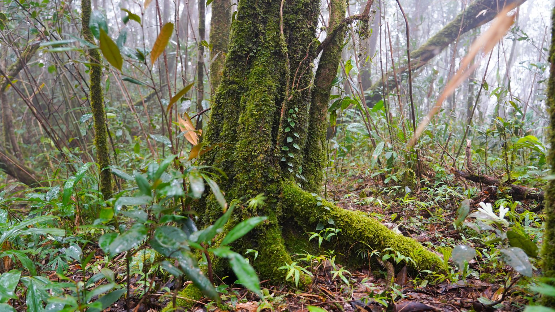 Monsoon_Biodiversity.jpg